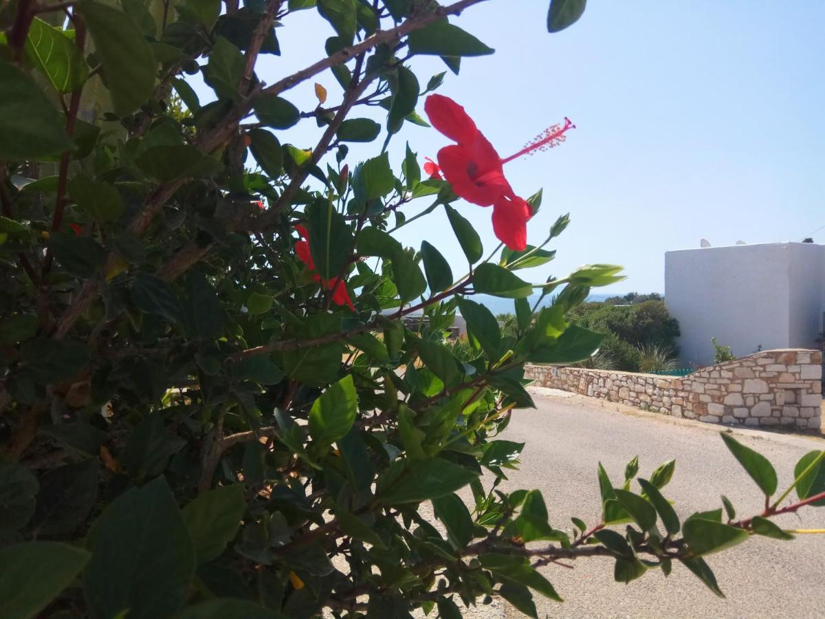 לוגאראס Nicos Studios & Apartments מראה חיצוני תמונה